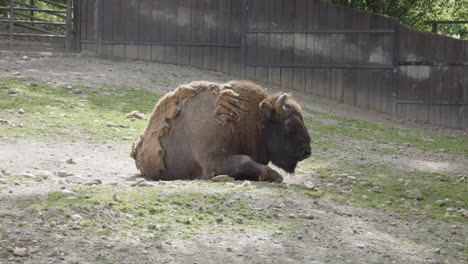European-Bison-laying-On-The-Ground-With-Wooden-Fence-In-background-in-The-Zoo-In-Prague,-Czech-Republic