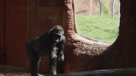 Einsamer-Gorilla-In-Gefangenschaft,-Der-Durch-Das-Fenster-Schaut