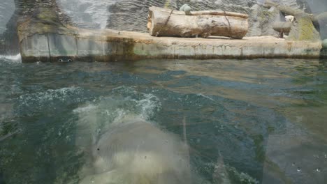 Huge-Adult-Polar-Bear-swimming-in-pool-at-Prague-Zoological-Garden-In-Prague,-Czech-Republic