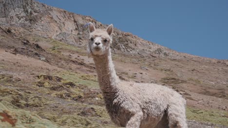 close-up-of-an-Alpaca-in-the-Andes