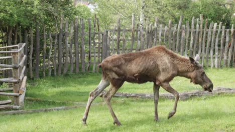 Shedding-Female-moose-Grazing-On-Grass-At-Prague-Zoo-In-Czech-Republic