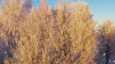 Frostiger-Baum,-Der-Bei-Schneefall-Von-Der-Sonne-Beleuchtet-Wird,-Luftaufnahme