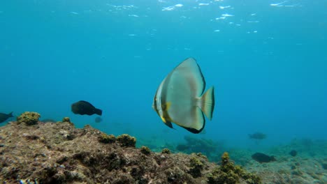 Tropical-fish-in-the-ocean-swimming-and-searching-for-food-filmed-in-Seychelles