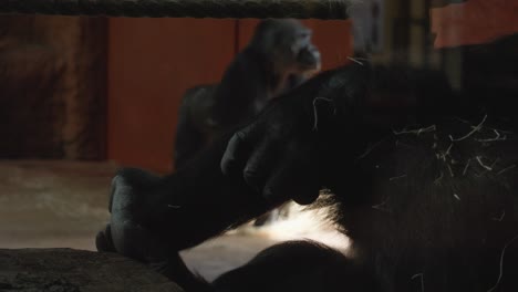 A-close-up-of-a-gorilla-leg-that-the-chimpanzee-scratches