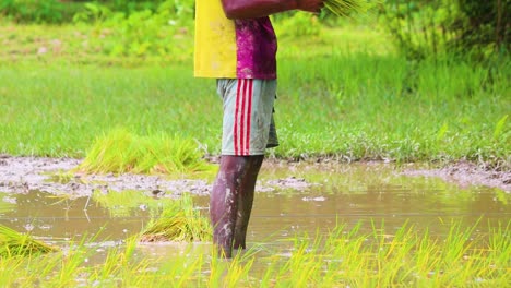Male-Farmer-Planting-Paddy-Seedlings-At-Paddy-Field-in-Bangladesh