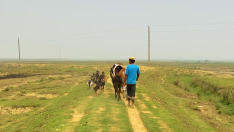 Farmer-herding-goats-and-cows-along-farmland-path-in-Bangladesh-at-a-cloudy-day
