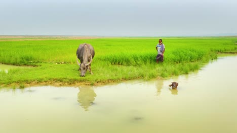 Farmer,-buffalo,-calf,-grassland,-Bangladesh