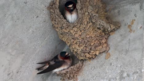 Two-barn-swallows-looking-out-of-their-mud-huts