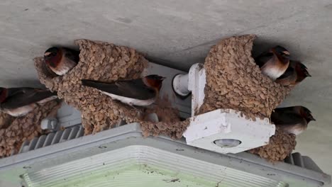 Barn-Swallows-in-mud-huts,-Ohio