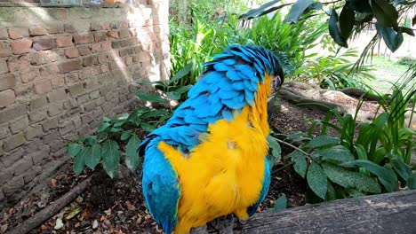 close-up-of-tropical-colourful-parrot
