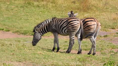 A-couple-zebras-caught-in-the-wild-on-video-while-eating-pasture-in-the-African-Savannah