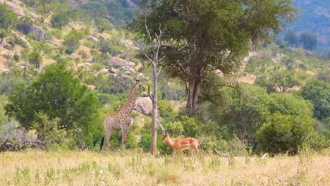 Antelope-Walking-Past-Giraffe-Through-Savannah-Bushland-In-Kruger-National-Park