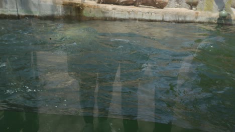 a-polar-bear-chilling-in-a-swimming-pool-at-Prague-Zoological-Garden-In-Prague,-Czech-Republic