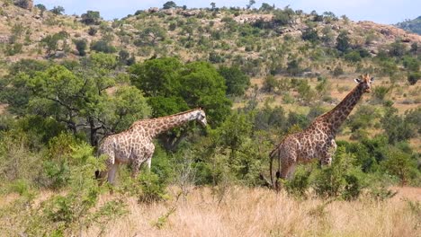 South-African-Giraffes-Seen-Walking-Through-Savannah-Bushland-Searching-For-Food-In-Kruger-National-Park