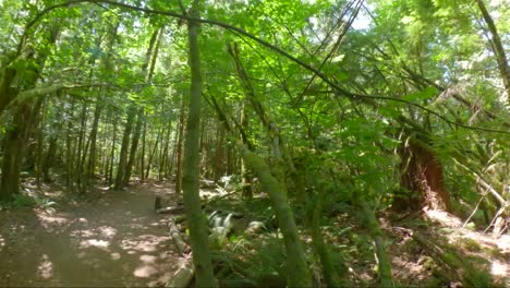 Hiking-along-a-forest-trail-in-the-mountains---first-person-view-hyper-lapse