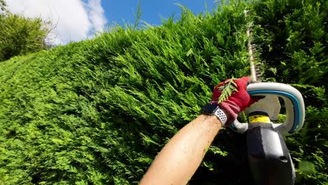 POV-of-hedge-cutting-using-electric-trimmer-in-super-slow-motion-on-a-sunny-day