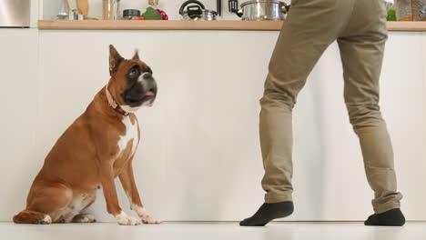 Der-Süße-Hund-Sitzt-Neben-Dem-Besitzer-Und-Springt-Und-Tanzt-Beim-Kochen