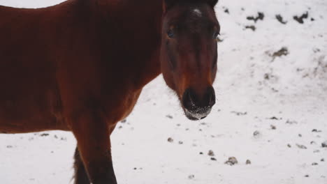 Braunes-Pferd-Mit-Nase-Im-Schnee-Kaut-Essen-Und-Schaut-In-Die-Kamera