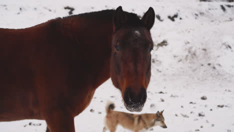 Braunes-Pferd-Mit-Schnee-Auf-Der-Nase-Blickt-In-Die-Kamera-Und-Isst-Futter
