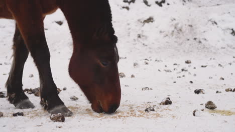Domestic-horse-looks-for-grass-under-layer-of-white-snow