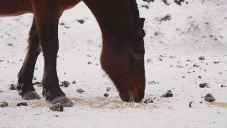 Hungry-bay-horse-eats-food-getting-nose-dirty-in-cold-snow