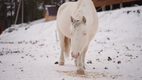 Weiße-Und-Braune-Pferde-Fressen-Frisches-Futter,-Das-Auf-Kaltem-Schnee-Verstreut-Ist