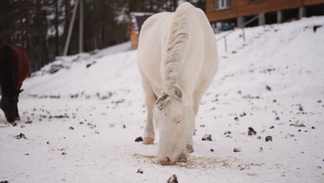 Weißes-Pferd-Mit-Flauschiger-Mähne-Frisst-Verstreutes-Futter-Im-Schnee