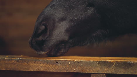 Hungry-black-horse-licks-food-leftovers-on-wooden-plank