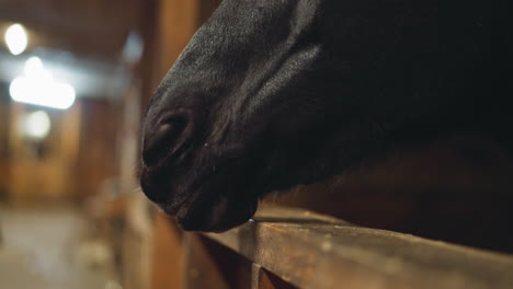 Nose-of-purebred-black-horse-sticking-out-tongue-and-chewing