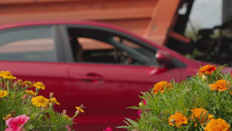 Red-car-and-passing-truck-behind-flowers-with-green-leaves