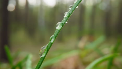 Green-blade-of-grass-covered-with-dew-drops-in-morning