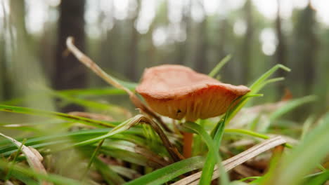 Wind-sways-mushroom-growing-among-grass-on-lawn-in-wood