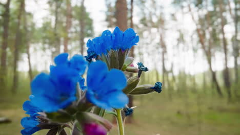 Kleine-Büschel-Lungenkrautblüten-Mit-Blauen-Und-Rosa-Blütenblättern