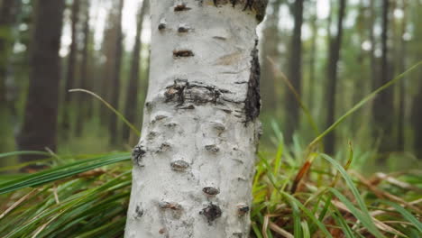 White-birch-trunk-surrounded-by-long-blades-of-grass