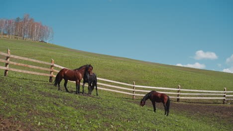 Graceful-bay-horse-prances-grazing-with-herd-on-slopy-hill