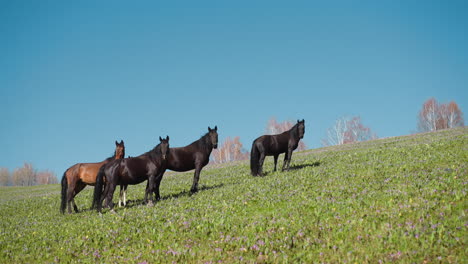 Small-herd-of-dark-and-brown-horses-on-hilly-grassy-pasture