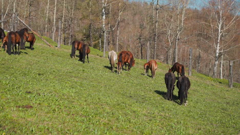 Horses-herd-with-small-foals-eats-lush-grass-on-sloppy-field
