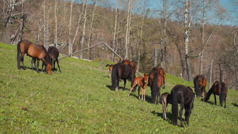 Lactating-mares-with-little-foals-graze-grass-on-glade