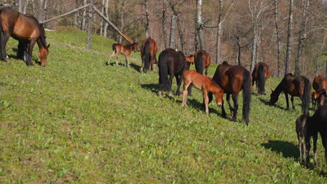 Large-horses-stud-grazes-with-cubs-walking-on-meadow-grass