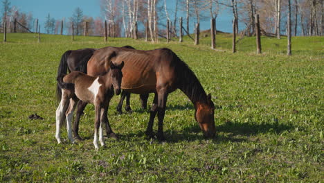 Foal-with-white-stain-grazes-with-dam-on-paddock-field