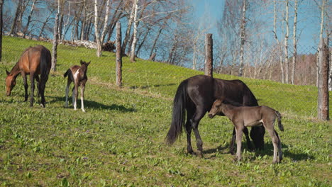 Hungry-baby-sucks-mare-milk-during-herd-grazing-on-field