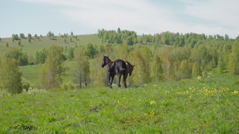 Active-thoroughbred-stallions-run-together-along-lush-field