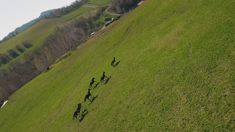 Playful-dark-horses-herd-canters-along-hill-slope-to-farm
