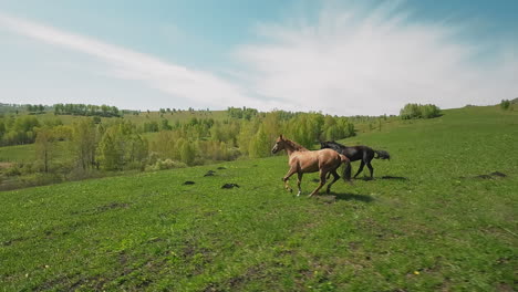 Graceful-eventoed-animals-couple-gallops-along-green-meadow