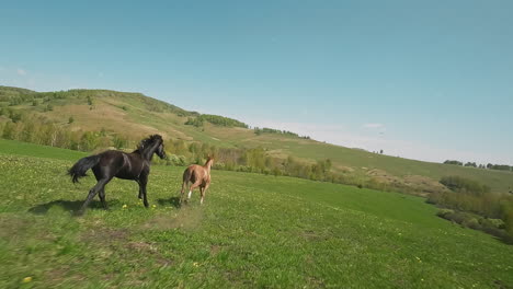 Beautiful-black-horse-chases-beige-running-along-meadow