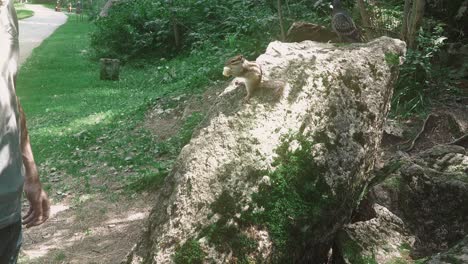 Junger-Mann-Im-Wald-Füttert-Das-Streifenhörnchen-Mit-Seinen-Händen-Und-Macht-Ihm-Dann-Angst
