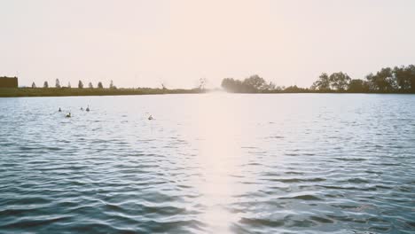 Birds-swim-at-sunset-in-the-lake