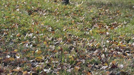Kleine-Bunte-Blätter-Liegen-Auf-Grünem-Rasen-Und-Schütteln-Sich-Langsam