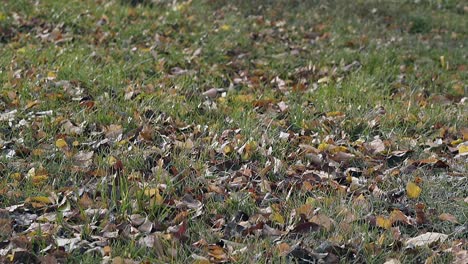 brown-leaves-shake-slowly-in-light-wind-on-thin-grass
