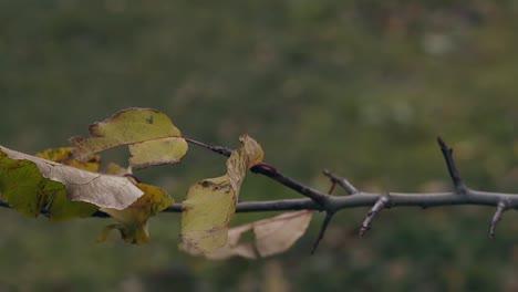 Trockene-Gelbe-Blätter-Wirbeln-Im-Leichten-Wind-Auf-Dünnem-Ast